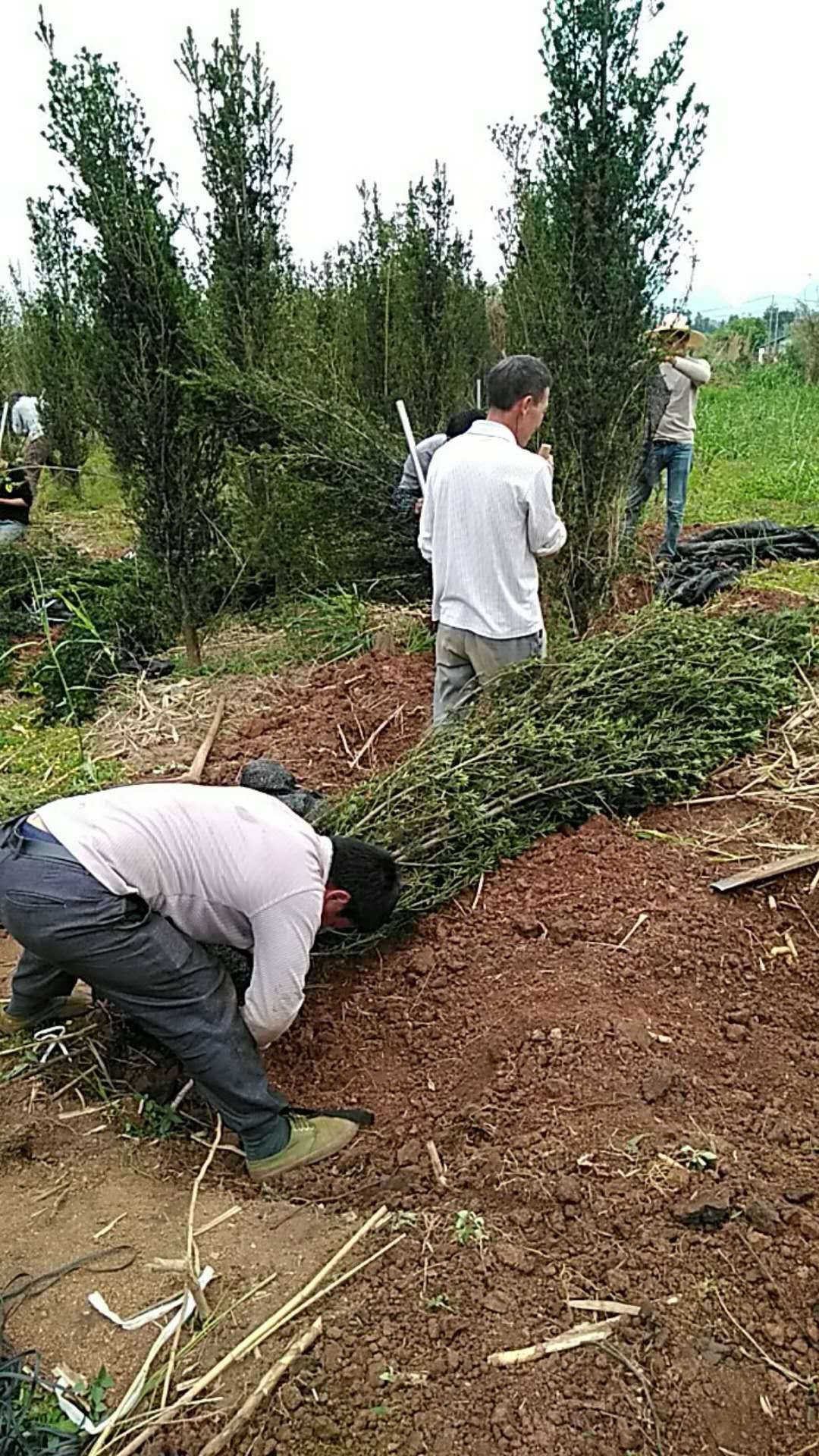 小葉羅漢松 