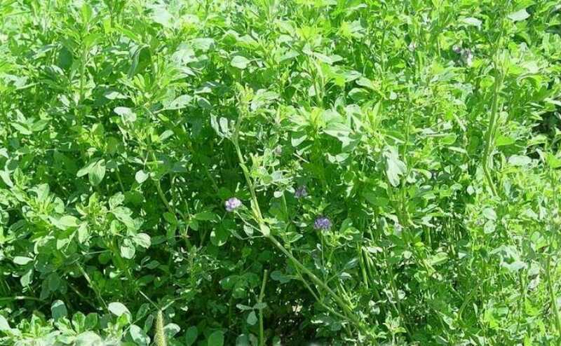 郓城县紫花苜蓿种子紫花苜蓿苜蓿大叶苜蓿苜蓿草