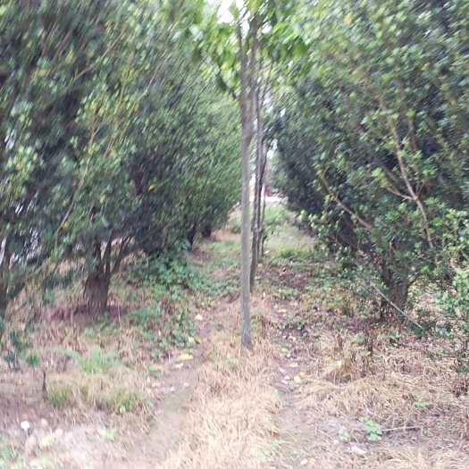 小叶罗汉松 
