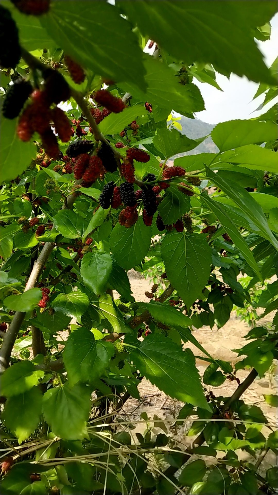 攀枝花黑桑葚 4 5cm