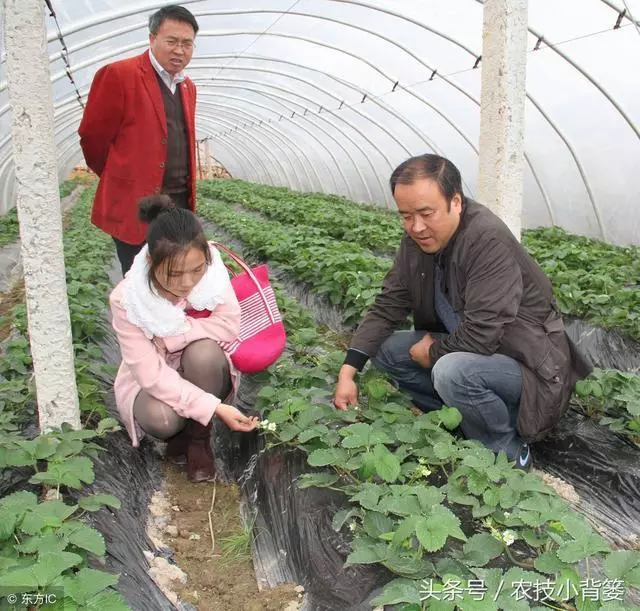 四季草莓苗 地栽苗 10~20公分 