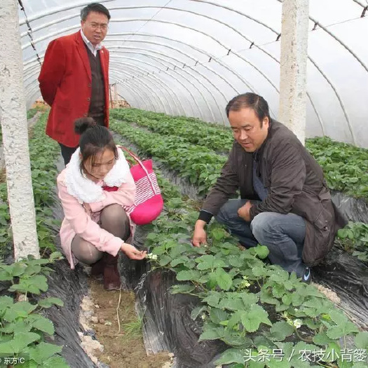 赤水市四季草莓苗 地栽苗 10~20公分 