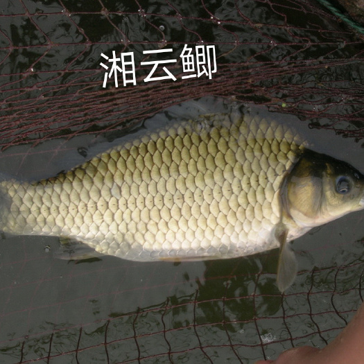 重庆市湘云鲫 0.25-1公斤 人工养殖