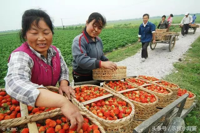 赤水市红颜草莓苗 地栽苗 10~20公分 