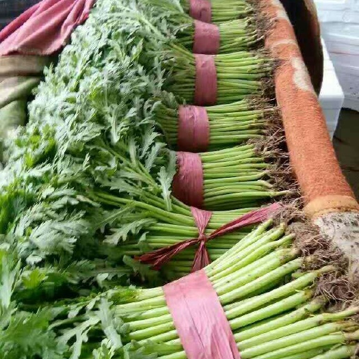 邯郸光杆茼蒿  本地长年供应各种蔬菜