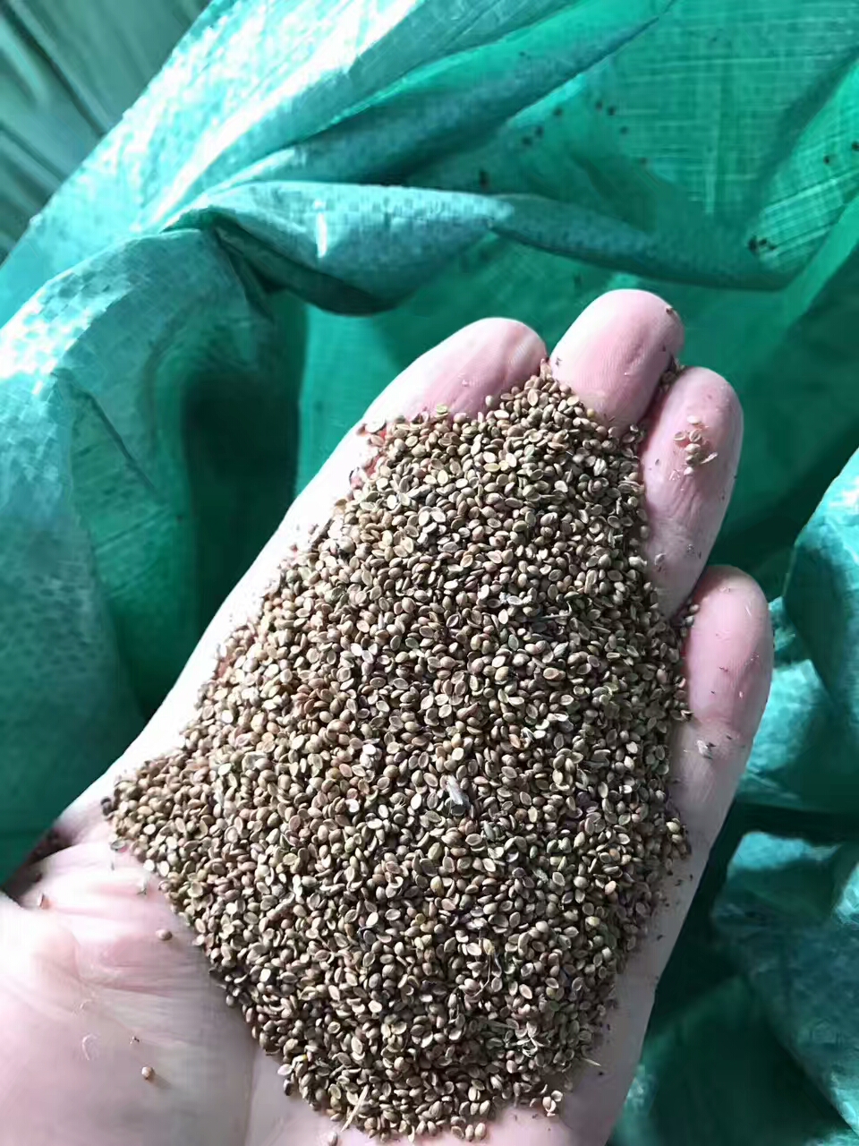 [皇竹草种子批发]新型甜象草种子新型皇竹草种子价格30元/斤 