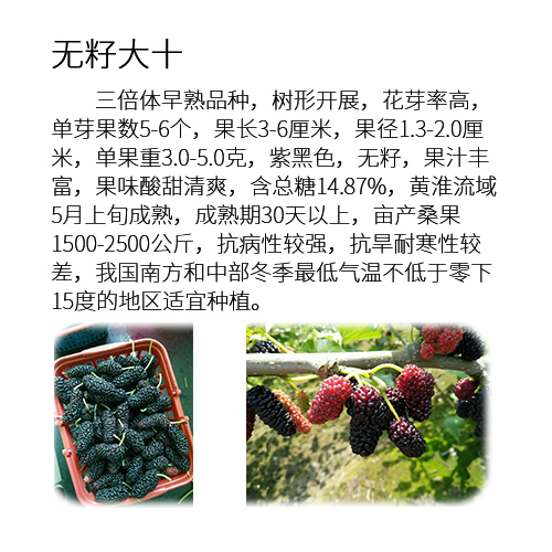 海宁市果桑苗 