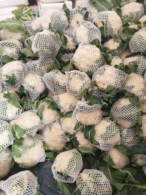 新野县白花菜花 松散 河南省南阳市新野县 3~4斤