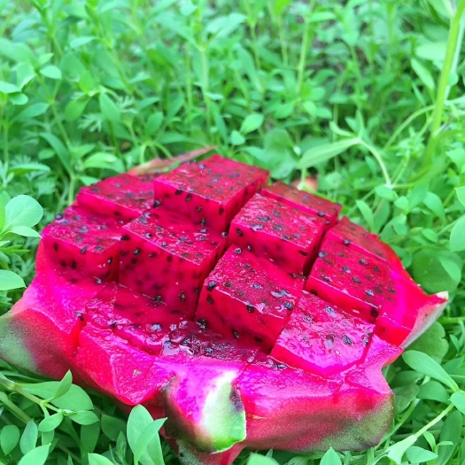 广州香蜜火龙果苗 
