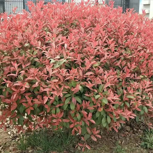 沭阳县红叶石楠 