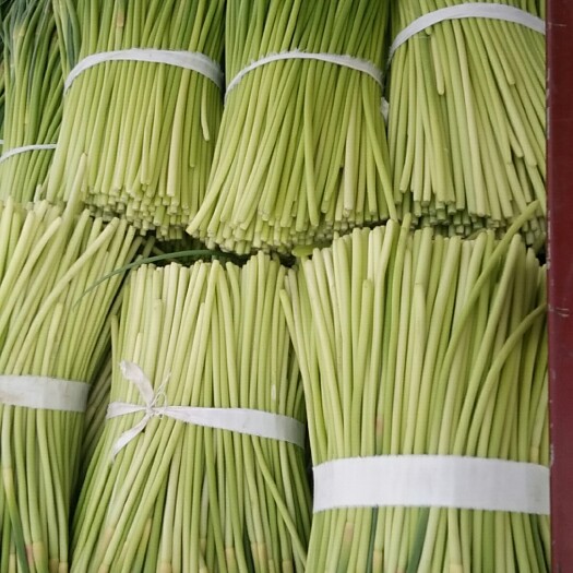 徐州红帽蒜薹 30~40cm