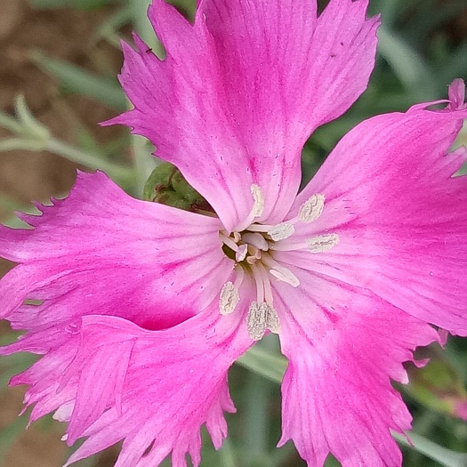 项城市常夏石竹