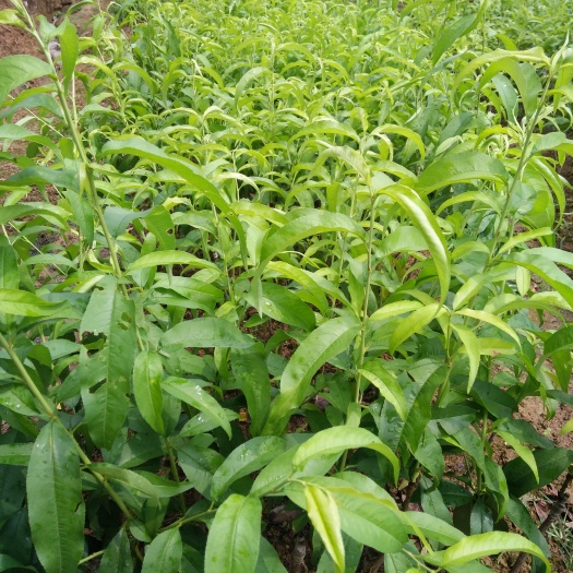 灵山县水蜜桃苗 0.5~1米