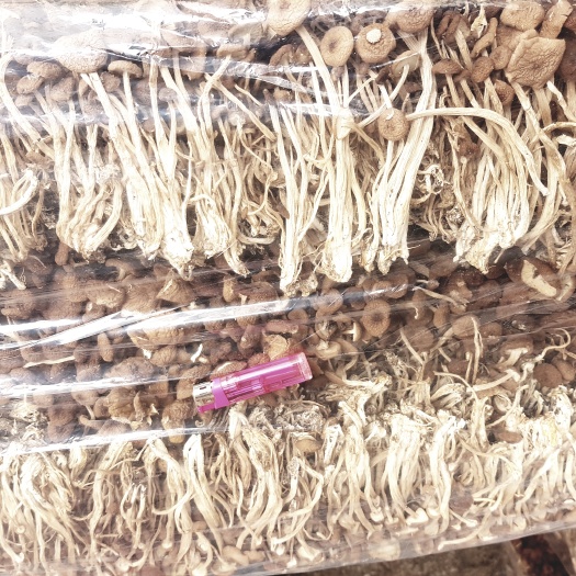 古田县茶树菇 福建省宁德市古田县 14~16cm 未开伞 干茶树菇