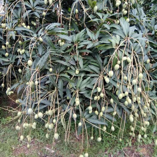 灵山县贵妃芒果苗