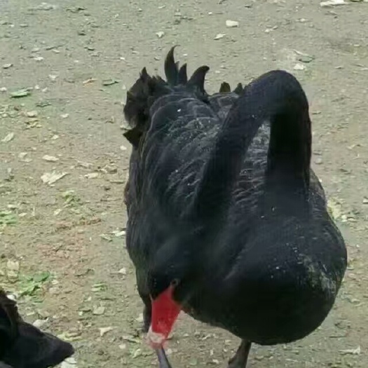 沭阳县麻鸭苗