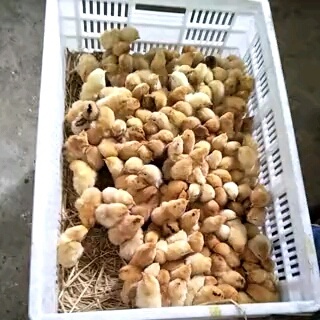衡南县土鸡苗 