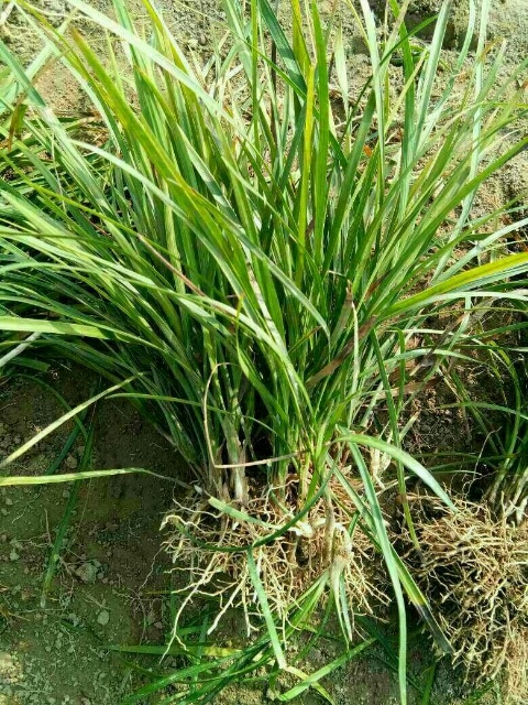 曹县麦冬草