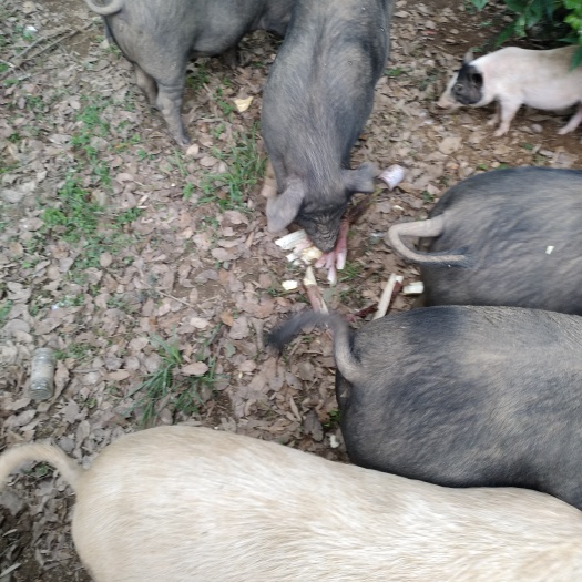 巴马香猪 80斤以上 