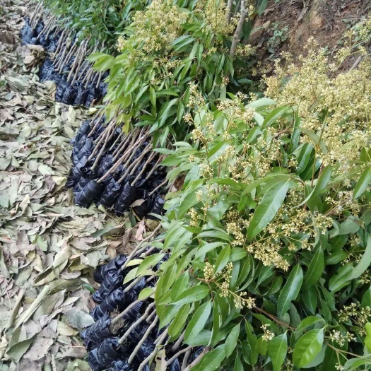 灵山县无核荔枝苗 