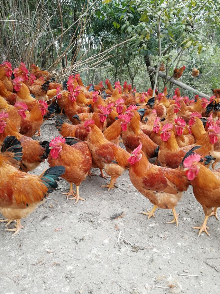  鸡苗，土鸡苗是属南方两大土鸡之一麻土鸡（灵山土鸡）