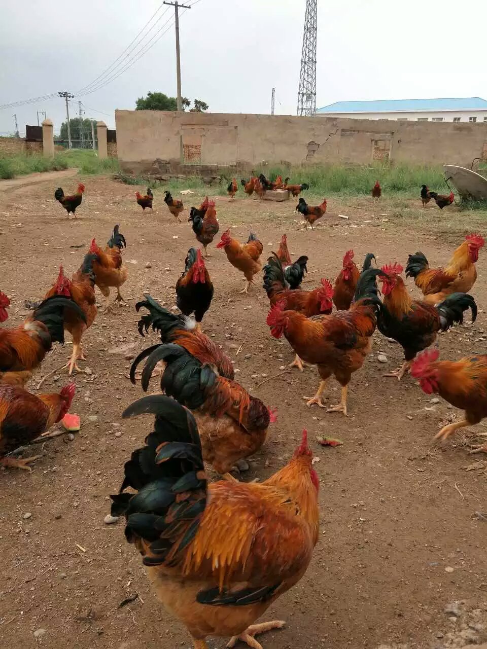  鸡苗，土鸡苗是属南方两大土鸡之一麻土鸡（灵山土鸡）