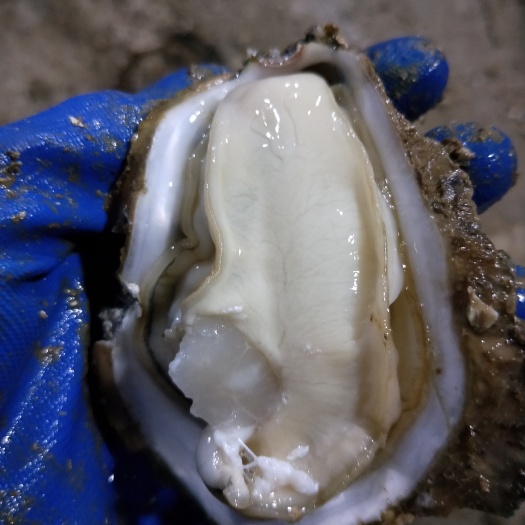 北海北海牡蛎 人工养殖 4-5两/只