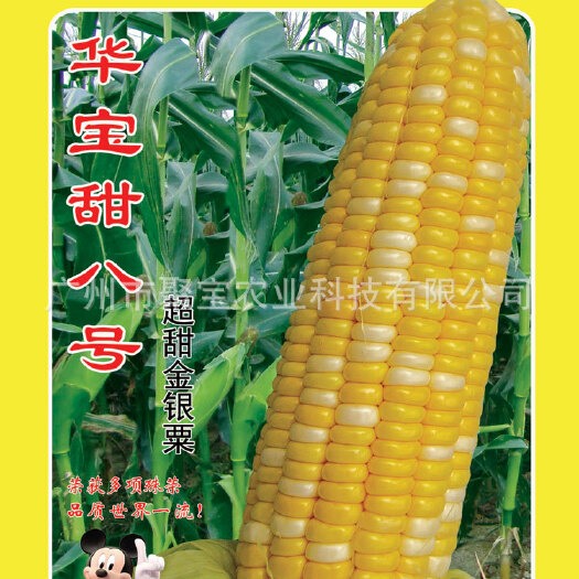 广州玉米种子 双交种 ≥85%