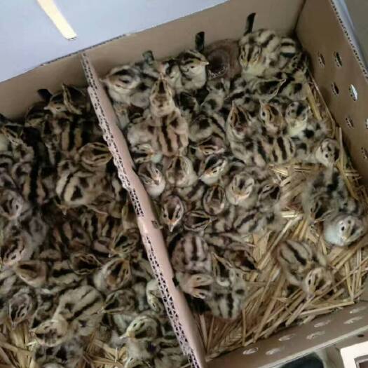 虞城县七彩山鸡苗，刚刚出壳的山鸡苗，可以客车直达，活泼可爱健康小鸡