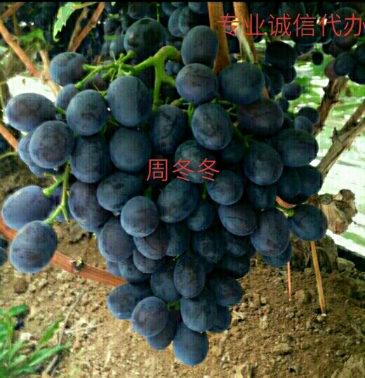 潍坊玫瑰香葡萄 5%以下 1次果 1-1.5斤