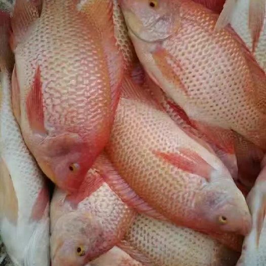东莞市彩虹鲷 
