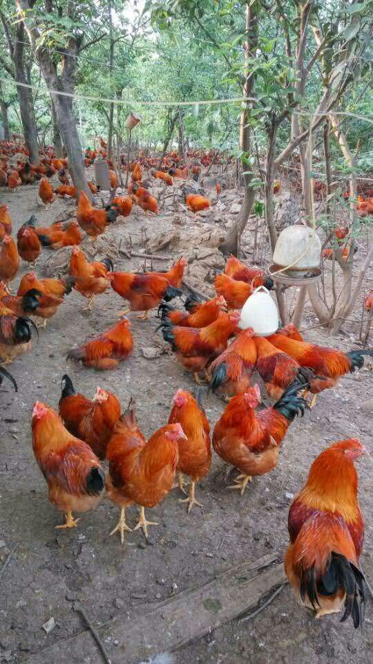  鸡苗，土鸡苗是属南方两大土鸡之一麻土鸡（灵山土鸡）