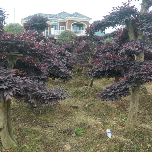 浏阳市造型红继木桩 