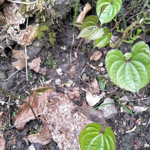万源市山药种子