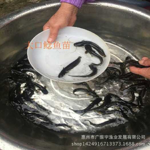 博罗县大口鲶鱼苗 统货