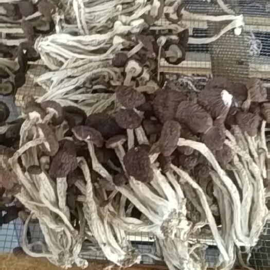 南丰县广昌5号茶树菇 8~10cm 未开伞 鲜茶树菇