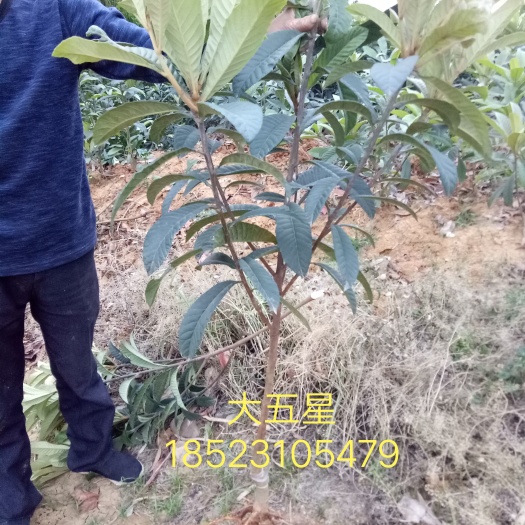 简阳市大五星枇杷苗 大五星嫁接枇杷苗 苗圃直发  现挖现发