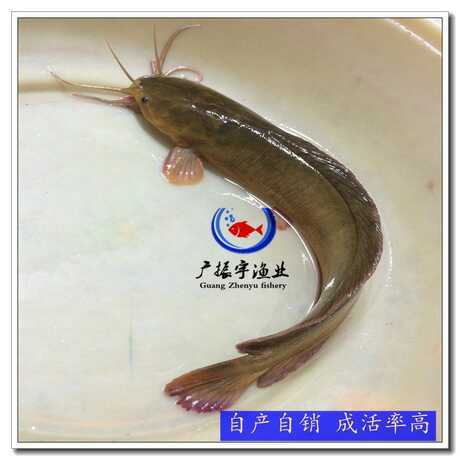 博罗县塘鲺苗 统货