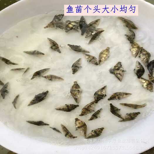 博罗县桂鱼苗 统货