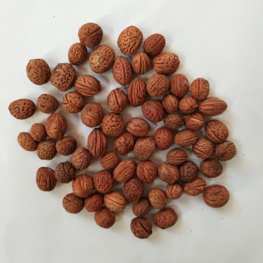 绛县桃树种子