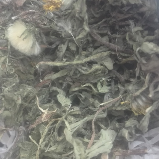 万荣县山西蒲公英前期大货