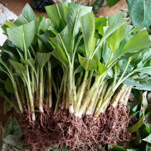 灵山县粉蕉苗 