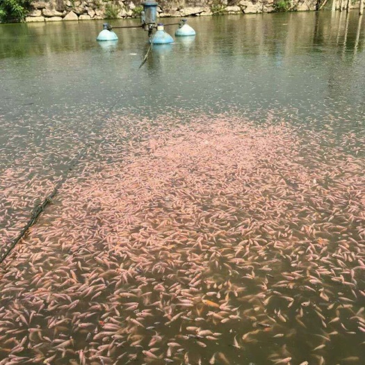 东莞市黄鳍鲷