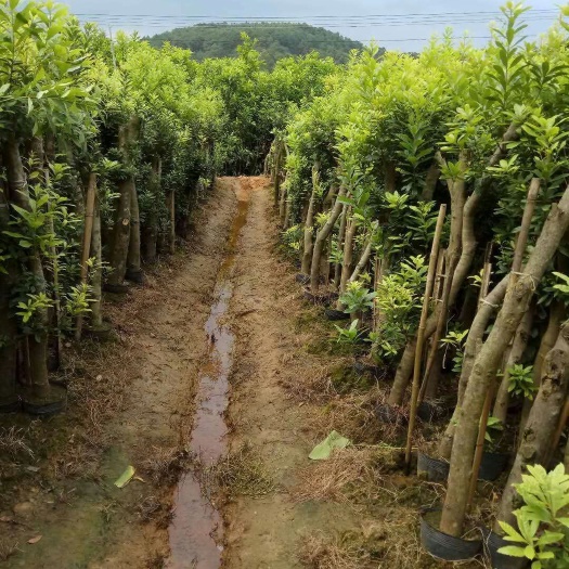 灵山县东魁苗 
