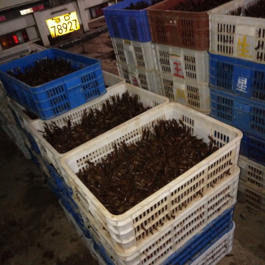 洪湖市 洪湖优质虾苗，欢迎各位老板联系