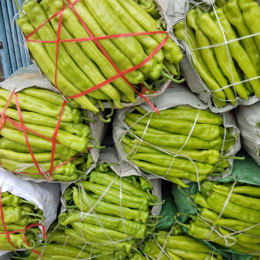 菏泽黄皮辣椒 20cm以上 黄色 微辣