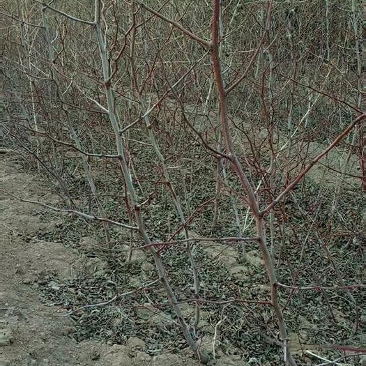 绛县冬枣树苗 嫁接苗 裸根苗