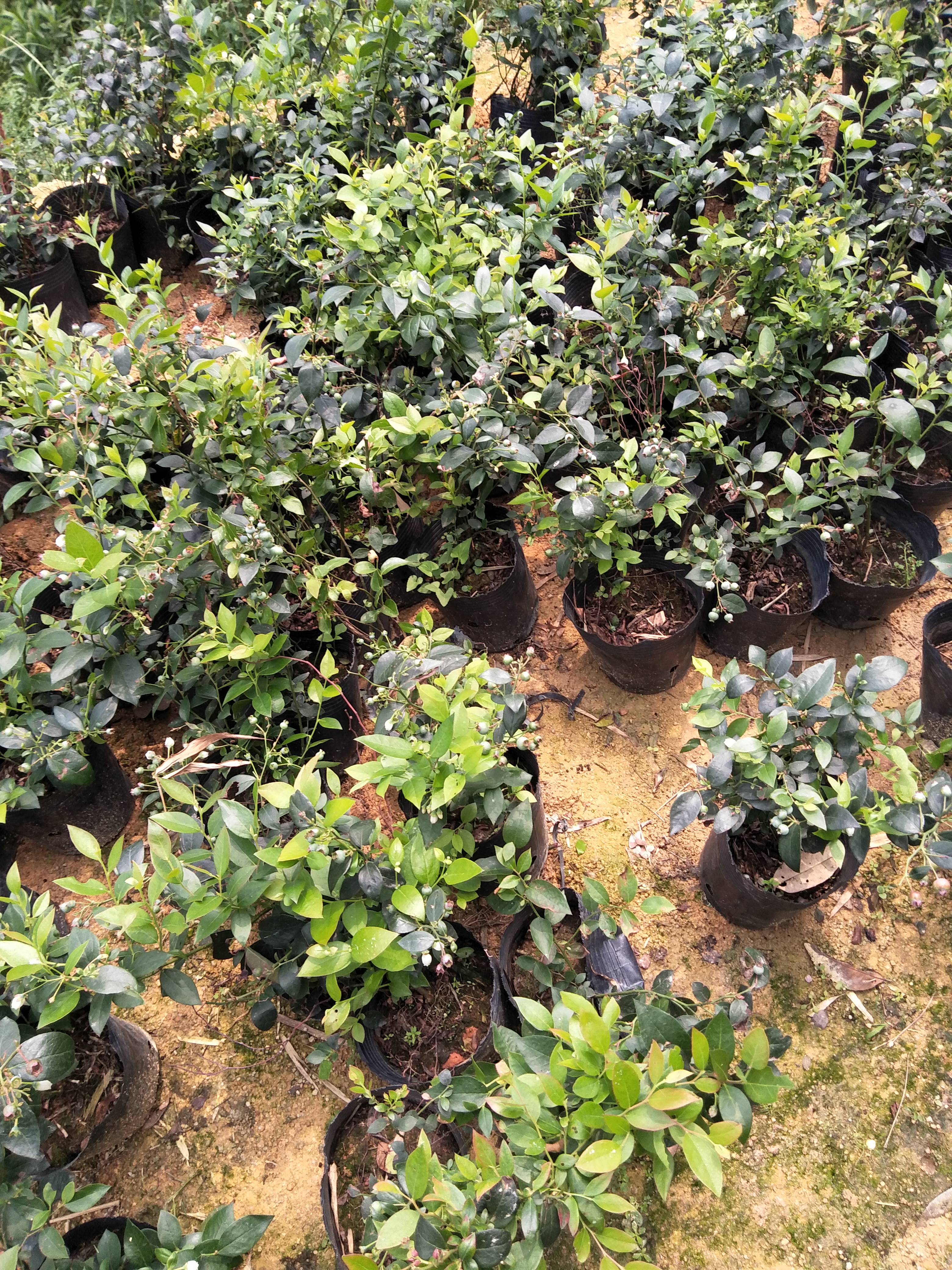 灵山县蓝蕉果苗