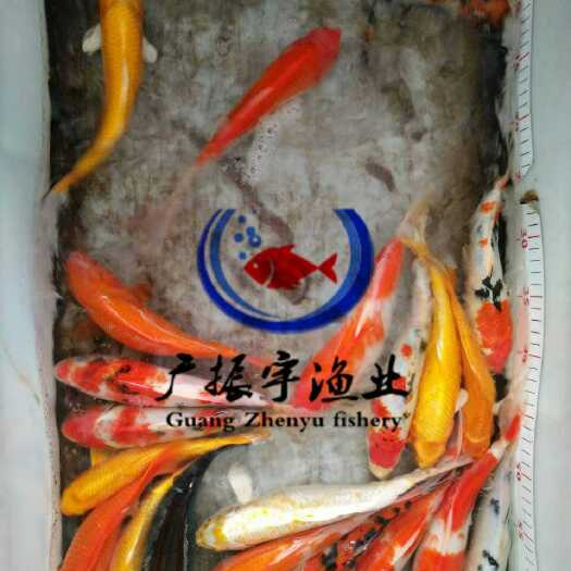 博罗县锦鲤鱼