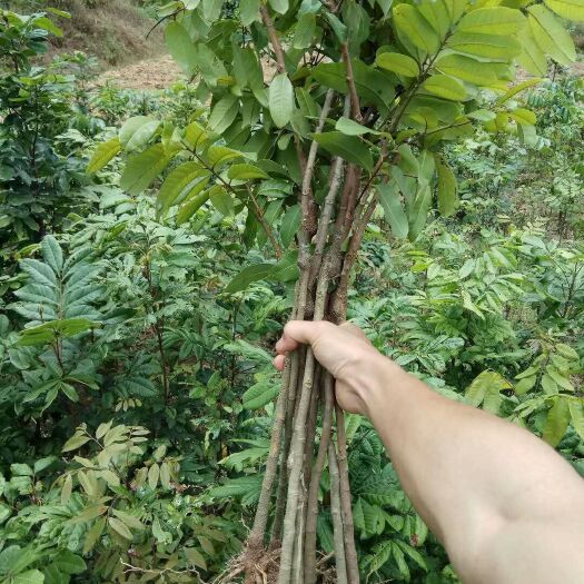 灵山县石硖苗